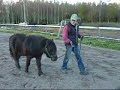 Mikko juoksuttaa Olli-ponia