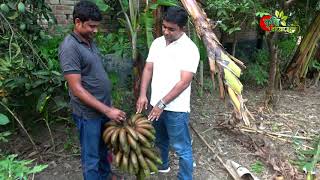 Red Banana( অগ্নি সাগর কলা)- লাভজনক যে কলার গাছের রঙ ও লাল