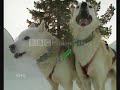 Siberian Huskies/Wolves - Two Worlds
