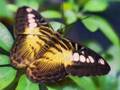 Nature Morph to Morning Mood by Grieg