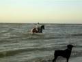 videos de petit galop à la plage