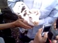 فيديو : خروف صغير ولد وعلى رأسه كلمة ( ارحل) - اليمن