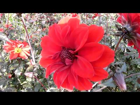 how to grow bishop of llandaff dahlia