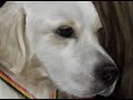youre my best friend cali  speed painting by nico di mattia