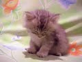 Sleepy Cat