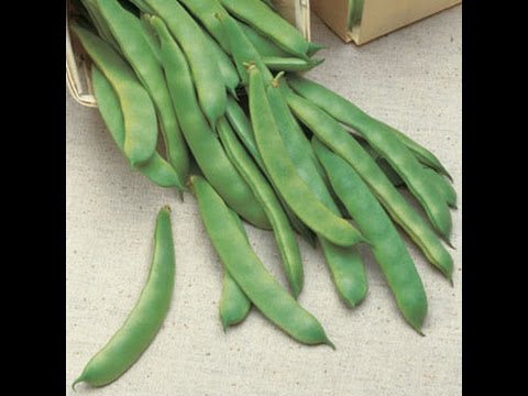 how to grow bush beans