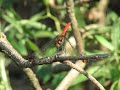 ??????Sympetrum risi risi Bartenef???Video 02