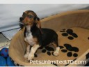 Beagle Puppies
