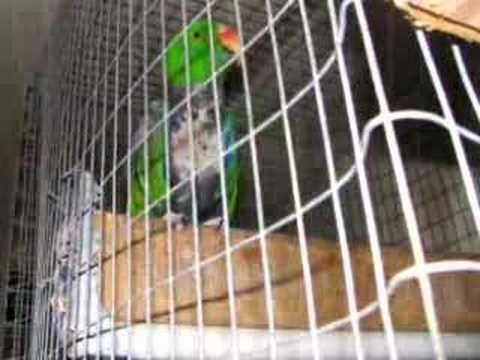 kaytee preferred birds and kaytee products feathered angels kaytee preferred birds and kaytee products feathered angels