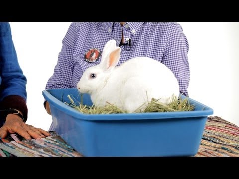 how to train potty train a bunny