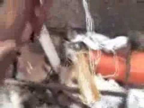Guarda il video