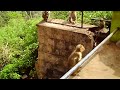 Yercaud hill station monkey
