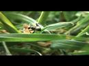 Little Ants