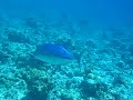 Unterwasserwelt der Malediven