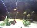 videos de Acuario chamber