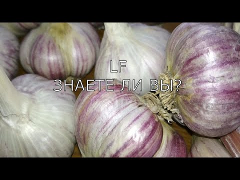 Как садить на зиму лук и чеснок Как садить на зиму лук и чеснок