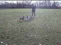 Hundebegegnung mit Terrier