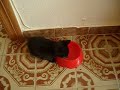 Shadow bebiendo awita