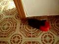 Shadow bebiendo awita