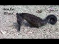 Koh Tao Underwater video course Weeks Highlights 11-16th September