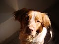 A Brittany Life...