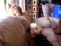 Smores Dogs - Part 1