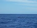 roberto maui molokai channel whale
