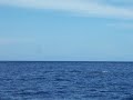 roberto maui molokai channel whale