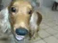 apolinho em casa...(alisa meu peito cabiludo vai)