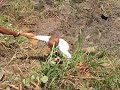 Finding Catfish in the Central African Republic