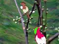 incontro alla primavera incontro alla primavera