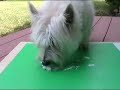 Westie paints her self-portrait