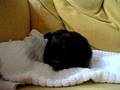 videos de Puk0008