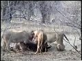 Lion in an epic battle with Hyena for Eland on Zim Safari Lion in an epic battle with Hyena for Eland on Zim Safari