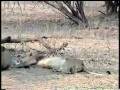 Lion in an epic battle with Hyena for Eland on Zim Safari