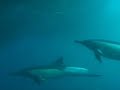 Dolphins in the Ocean