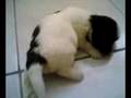 LEORIE-spoosey/spudgge-puppies 2