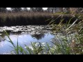 Łowisko wędkarskie - Jeziorzany k/ Krakowa