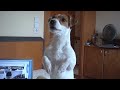 Cute Dog Clapping (Kaiser) for his Subscribers (50,000 Subscribers Thank You Vid)