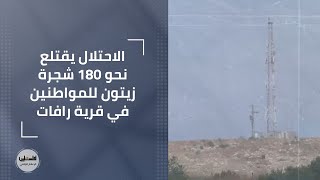 الاحتلال يقتلع نحو 180 شجرة زيتون للمواطنين في قرية رافات