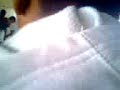 SAPE AL LEONARDO(ARBOL)