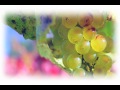 Petite Chardonnay Web Promo Teaser