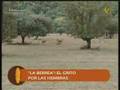 Circaetus en Alía