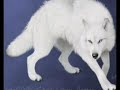 Stop wolf slaughter - Kurt katliam?n? durdurun