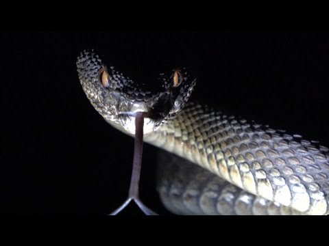 YouTube reptile video