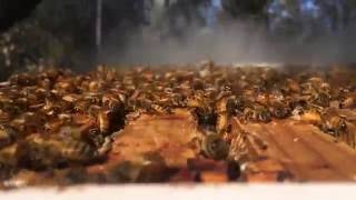 just BEE-autiful: DIY beekeeping