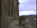 2008 Derby Peregrine Falcon (1)