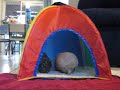 Guinea Pigs Playing With New Toys!