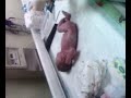 AYCA BEBEK \