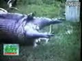 Python Eating Hippo,You Believe That? 蟒蛇吃河马
